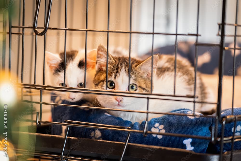 ケージ越しに外を伺う2匹の子猫
